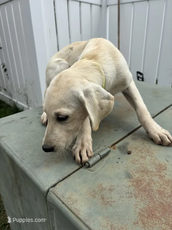 AKC Labrador Retriever, Yellow – Labrador Retriever puppy for sale in Harrisonburg, VA