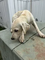 AKC Labrador Retriever, Yellow, a male Labrador Retriever for sale in Harrisonburg, VA – 1 of 1