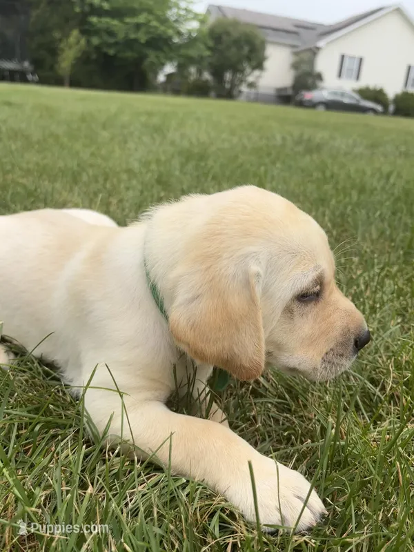AKC Labrador Retriever, Green – Labrador Retriever puppy for sale in Harrisonburg, VA