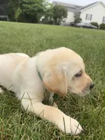 AKC Labrador Retriever, Green, a male Labrador Retriever for sale in Harrisonburg, VA – 1 of 2