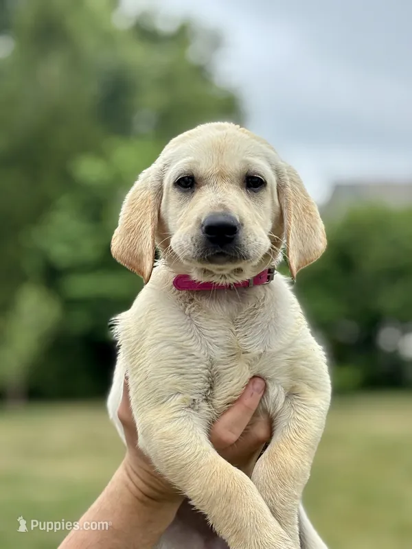 AKC Labrador Retriever, Pink – Labrador Retriever puppy for sale in Harrisonburg, VA