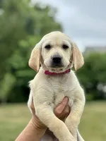 AKC Labrador Retriever, Pink, a female Labrador Retriever for sale in Harrisonburg, VA – 1 of 2