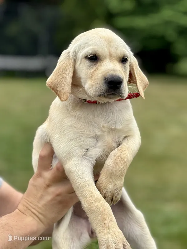 AKC Labrador Retriever, Red – Labrador Retriever puppy for sale in Harrisonburg, VA