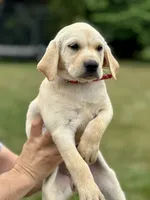 AKC Labrador Retriever, Red, a female Labrador Retriever for sale in Harrisonburg, VA – 1 of 2