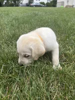 AKC Labrador Retriever, Yellow, a male Labrador Retriever for sale in Harrisonburg, VA – 1 of 1