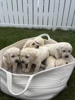 AKC Labrador Retriever, Red, a female Labrador Retriever for sale in Harrisonburg, VA – 2 of 2