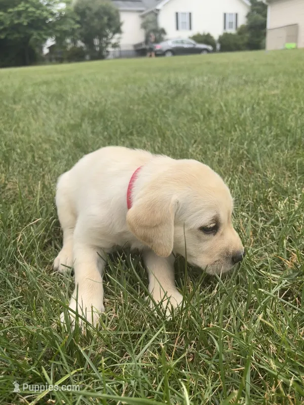 AKC Labrador Retriever, Red – Labrador Retriever puppy for sale in Harrisonburg, VA
