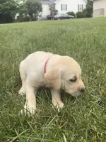 AKC Labrador Retriever, Red, a female Labrador Retriever for sale in Harrisonburg, VA – 1 of 2