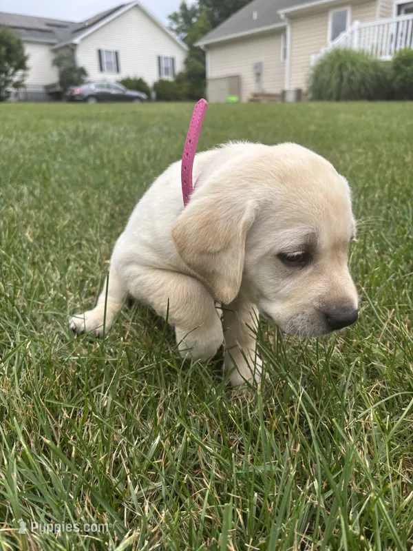 AKC Labrador Retriever, Pink – Labrador Retriever puppy for sale in Harrisonburg, VA
