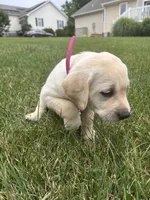 AKC Labrador Retriever, Pink, a female Labrador Retriever for sale in Harrisonburg, VA – 1 of 2