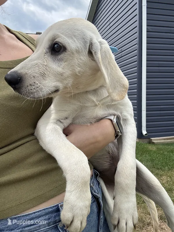 AKC Labrador Retriever, Blue – Labrador Retriever puppy for sale in Harrisonburg, VA