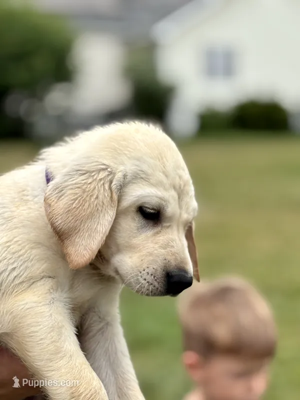 AKC Labrador Retriever, Purple  – Labrador Retriever puppy for sale in Harrisonburg, VA