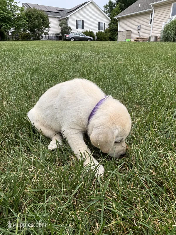 AKC Labrador Retriever, Purple  – Labrador Retriever puppy for sale in Harrisonburg, VA