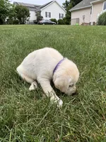 AKC Labrador Retriever, Purple , a female Labrador Retriever for sale in Harrisonburg, VA – 1 of 2