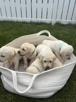 AKC Labrador Retriever, Blue, a male Labrador Retriever for sale in Harrisonburg, VA – 2 of 2
