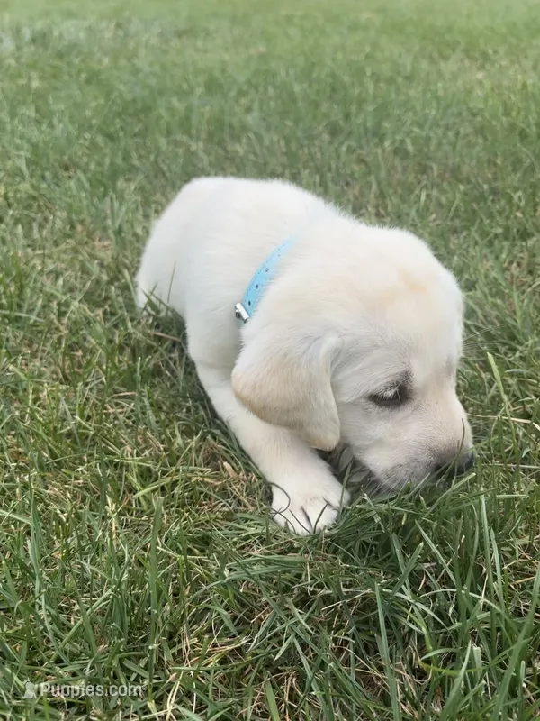 AKC Labrador Retriever, Blue – Labrador Retriever puppy for sale in Harrisonburg, VA