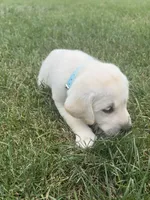 AKC Labrador Retriever, Blue, a male Labrador Retriever for sale in Harrisonburg, VA – 1 of 2