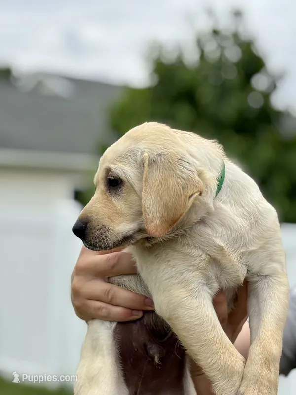 AKC Labrador Retriever, Green – Labrador Retriever puppy for sale in Harrisonburg, VA