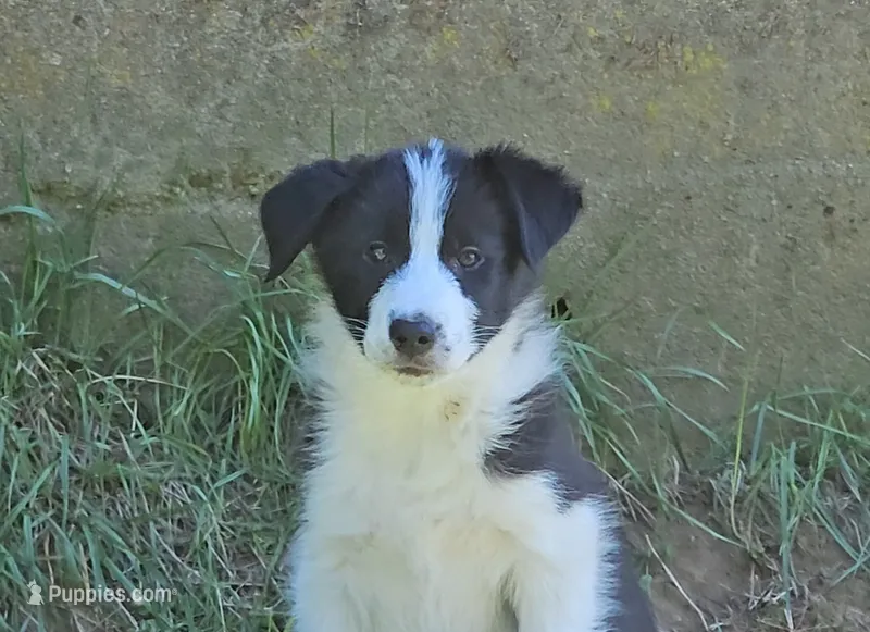 Sawyer – Border Collie puppy for sale in Brooklyn, CT