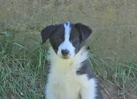 Sawyer, a male Border Collie for sale in Brooklyn, CT – 1 of 4
