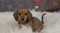 Junior, a male Miniature Dachshund for sale in Brooklyn, CT – Photo 6 of 10