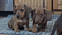 Junior, a male Miniature Dachshund for sale in Brooklyn, CT – Photo 8 of 10