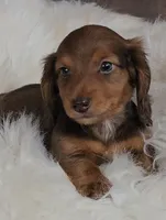 Simon, a male Miniature Dachshund for sale in Brooklyn, CT – Photo 3 of 10
