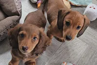 Charlie Brown , a male Miniature Dachshund for sale in Brooklyn, CT – Photo 2 of 10