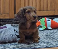 Charlie Brown , a male Miniature Dachshund for sale in Brooklyn, CT – Photo 3 of 10