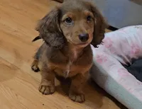 Charlie Brown , a male Miniature Dachshund for sale in Brooklyn, CT – Photo 1 of 10