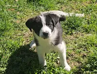 Sawyer, a male Border Collie for sale in Brooklyn, CT – 2 of 4