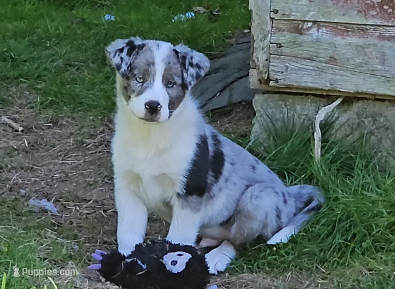 Huck – Border Collie puppy for sale in Brooklyn, CT