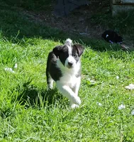 Sawyer, a male Border Collie for sale in Brooklyn, CT – 3 of 4
