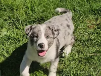 Huck, a male Border Collie for sale in Brooklyn, CT – 3 of 4