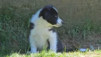 Sawyer, a male Border Collie for sale in Brooklyn, CT – 4 of 4