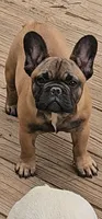 Ruby, a female French Bulldog for sale in Brooklyn, CT – 2 of 3