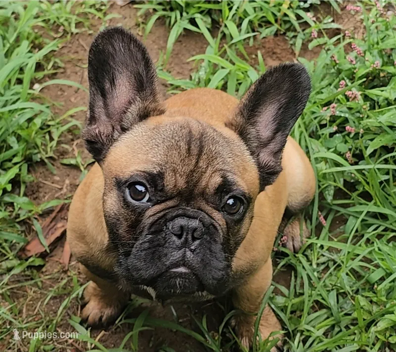 Ruby – French Bulldog puppy for sale in Brooklyn, CT