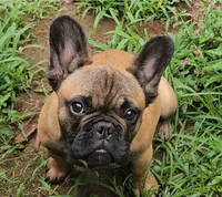 Ruby, a female French Bulldog for sale in Brooklyn, CT – 1 of 3
