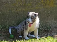 Huck, a male Border Collie for sale in Brooklyn, CT – 2 of 4