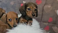 Moxie, a female Miniature Dachshund for sale in Brooklyn, CT – Photo 2 of 10