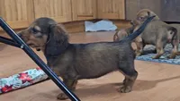 Moxie, a female Miniature Dachshund for sale in Brooklyn, CT – Photo 8 of 10