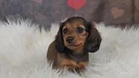 Moxie, a female Miniature Dachshund for sale in Brooklyn, CT – Photo 6 of 10