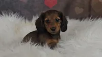 Moxie, a female Miniature Dachshund for sale in Brooklyn, CT – Photo 1 of 10