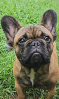Ruby, a female French Bulldog for sale in Brooklyn, CT – 3 of 3