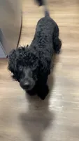 Ace, a male Goldendoodle for sale in Memphis, TN – 2 of 5