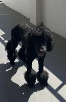 Ace, a male Goldendoodle for sale in Memphis, TN – 3 of 5