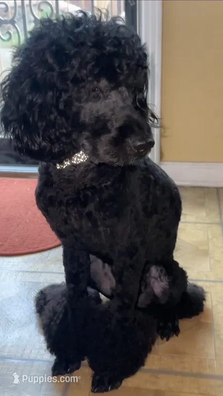 Ace – Goldendoodle puppy for sale in Memphis, TN