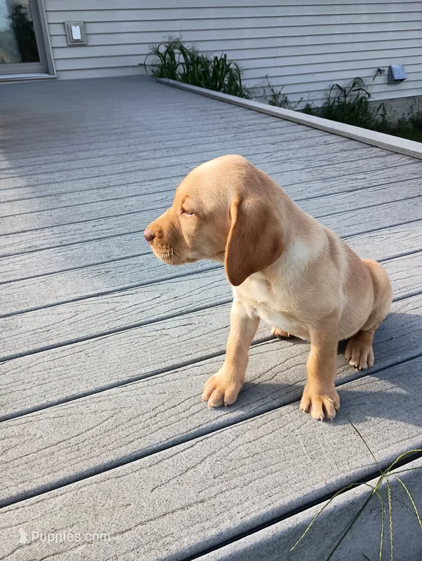 Amber – Labrador Retriever puppy for sale in Winterset, IA