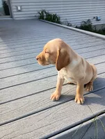 Amber, a female Labrador Retriever for sale in Winterset, IA – 1 of 10