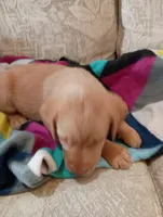 Amber, a female Labrador Retriever for sale in Winterset, IA – 2 of 8